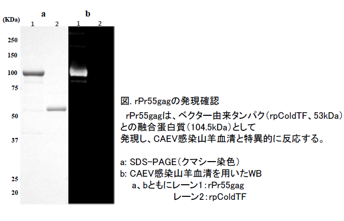 図.rPr55gagの発現確認