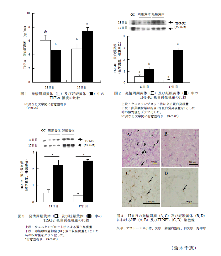 ブタ妊娠黄体維持における腫瘍壊死因子 A Tnf A 及びその関連因子の役割 農研機構