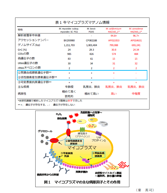 図1,表1