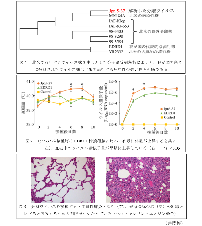 図1 北米で流行するウイルス株を中心とした分子系統樹解析によると、我が国で新た に分離されたウイルス株は北米で流行する病原性の強い株と近縁である?図2 Jpn5-37株接種豚はEDRD1株接種豚に比べて有意に体温が上昇すると共に(左)、血液中のウイルス遺伝子量が早期に上昇している(右)?図3 分離ウイルスを接種すると間質性肺炎となり(右)、健康な豚の肺(左)の組織と比べると呼吸するための間隙がなくなっている(ヘマトキシリン・エオジン染色)