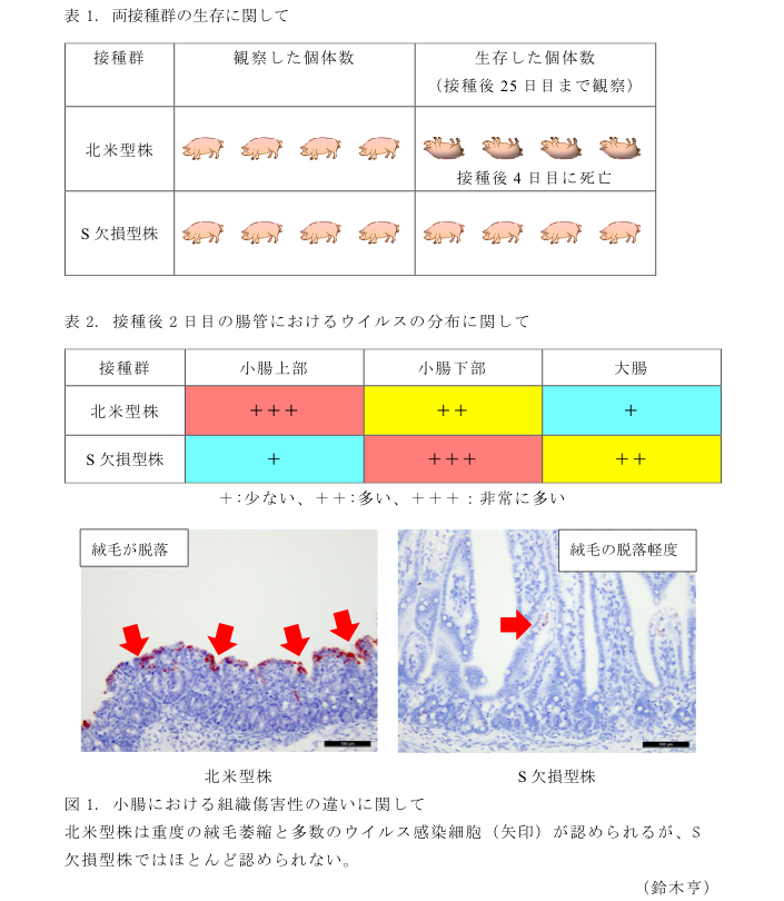 表1. 両接種群の生存に関して?表2. 接種後2日目の腸管におけるウイルスの分布に関して?図1. 小腸における組織傷害性の違いに関して