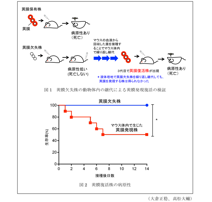 図1 莢膜欠失株の動物体内の継代による莢膜発現復活の検証?図2 莢膜復活株の病原性