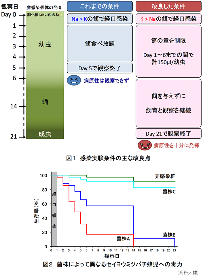 図1 感染実験条件の主な改良点?図2 菌株によって異なるセイヨウミツバチ蜂児への毒力