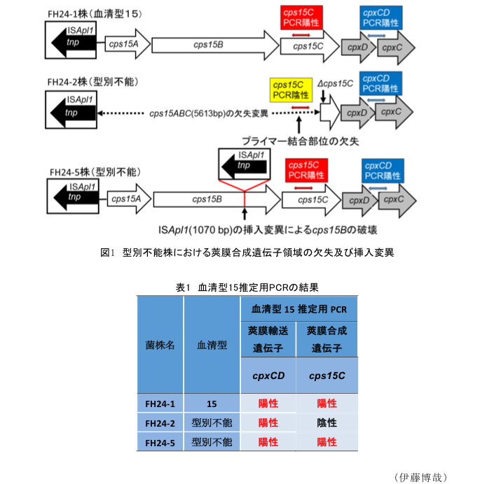 図1 型別不能株における莢膜合成遺伝子領域の欠失及び挿入変異?表1 血清型15推定用PCRの結果