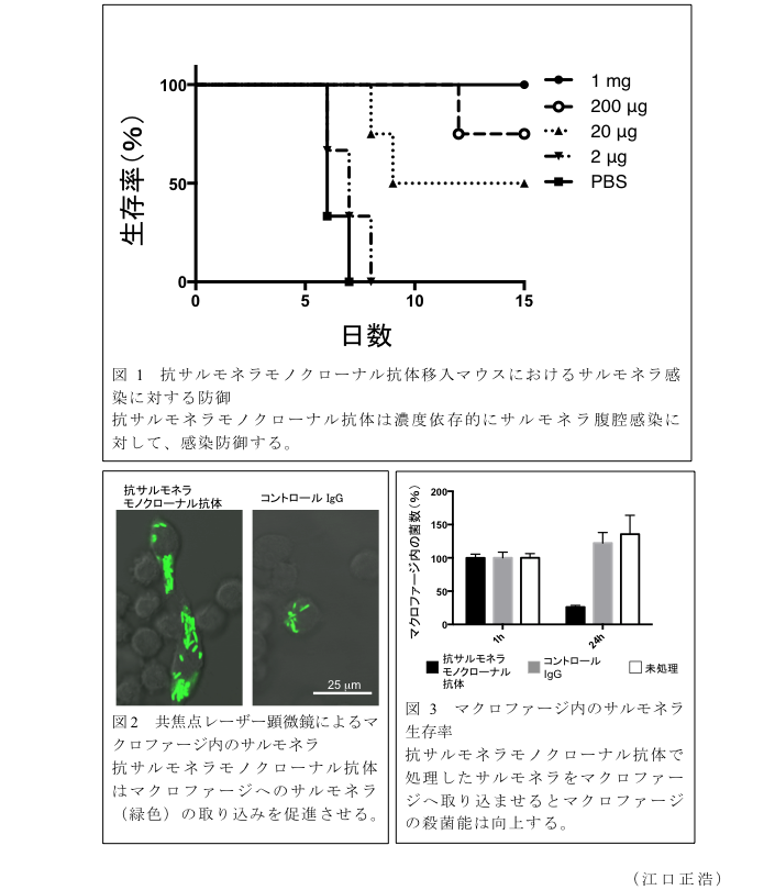 図1 抗サルモネラモノクローナル抗体移入マウスにおけるサルモネラ感染に対する防御?図2 共焦点レーザー顕微鏡によるマクロファージ内のサルモネラ?図3 マクロファージ内のサルモネラ生存率