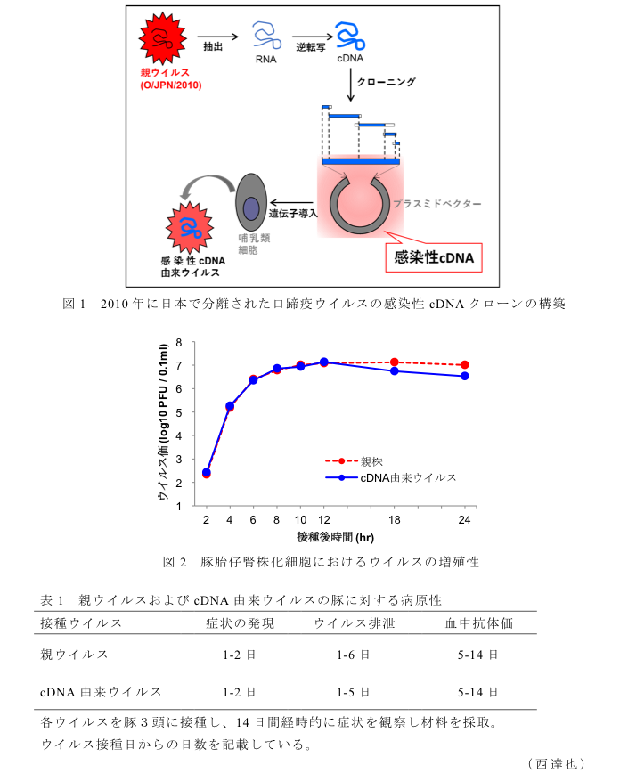 図1 2010年に日本で分離された口蹄疫ウイルスの感染性cDNAクローンの構築?図2 豚胎仔腎株化細胞におけるウイルスの増殖性?表1 親ウイルスおよびcDNA由来ウイルスの豚に対する病原性