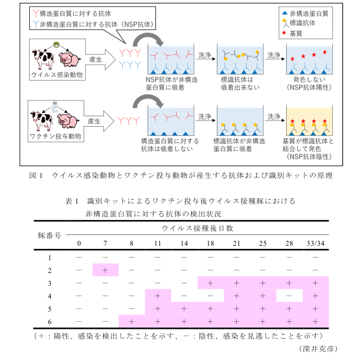 図1 ウイルス感染動物とワクチン投与動物が産生する抗体および識別キットの原理?表1 識別キットによるワクチン投与後ウイルス接種豚における非構造蛋白質に対する抗体の検出状況