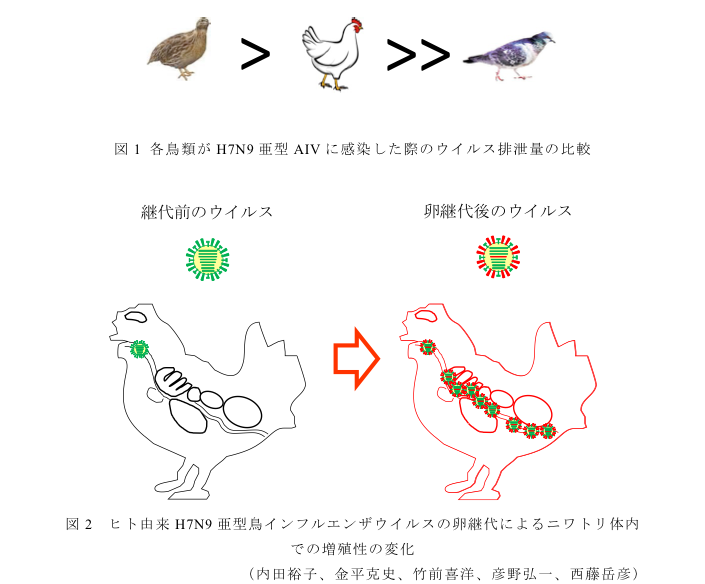 図1 各鳥類がH7N9亜型AIVに感染した際のウイルス排泄量の比較?図2 ヒト由来H7N9亜型鳥インフルエンザウイルスの卵継代によるニワトリ体内での増殖性の変化