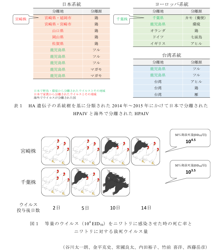 表1 HA遺伝子の系統樹を基に分類された2014年~2015年にかけて日本で分離されたHPAIVと海外で分離されたHPAIV?図1 等量のウイルス(104EID50)をニワトリに感染させた時の死亡率とニワトリに対する致死ウイルス量