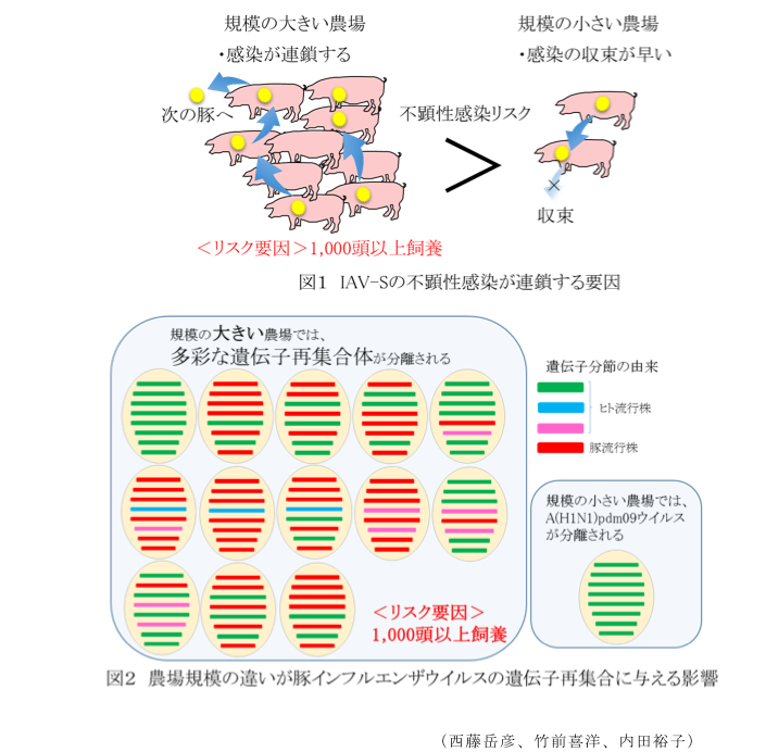 図1 IAV-Sの不顕性感染が連鎖する要因?図2 農場規模の違いが豚インフルエンザウイルスの遺伝子再集合に与える影響
