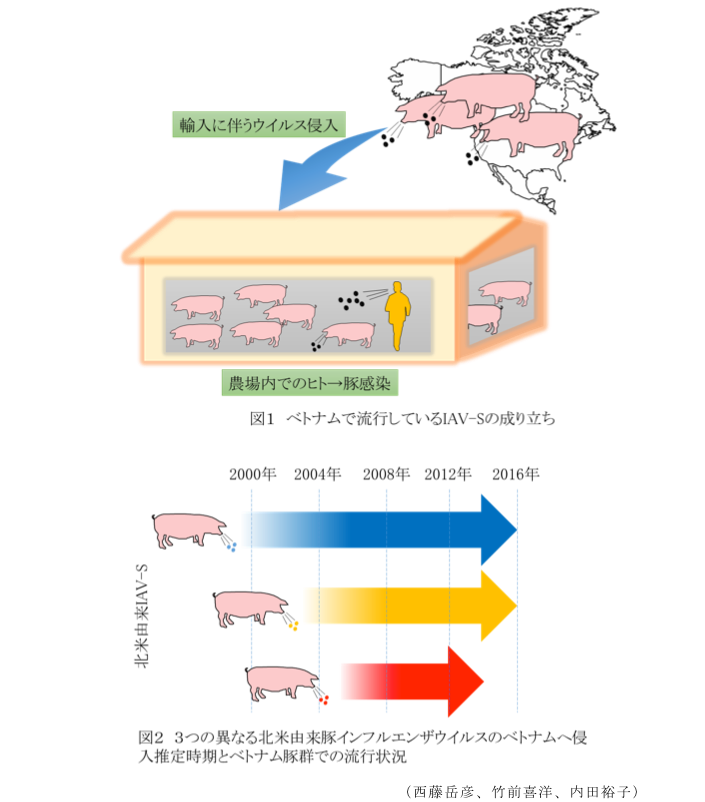 図1 ベトナムで流行しているIAV-Sの成り立ち?図2 3つの異なる北米由来豚インフルエンザウイルスのベトナムへ侵入推定時期とベトナム豚群での流行状況
