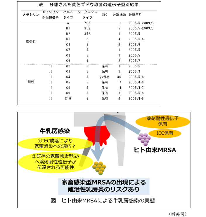 表 分離された黄色ブドウ球菌の遺伝子型別結果?図 ヒト由来MRSAによる牛乳房感染の実態