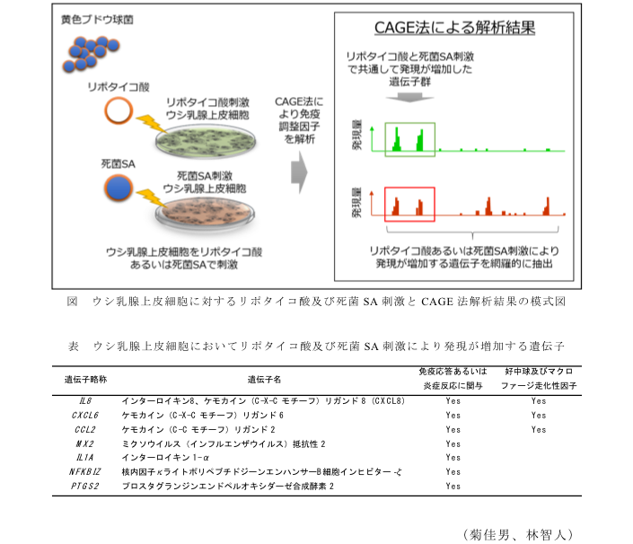 図 ウシ乳腺上皮細胞に対するリポタイコ酸及び死菌SA刺激とCAGE法解析結果の模式図?表 ウシ乳腺上皮細胞においてリポタイコ酸及び死菌SA刺激により発現が増加する遺伝子