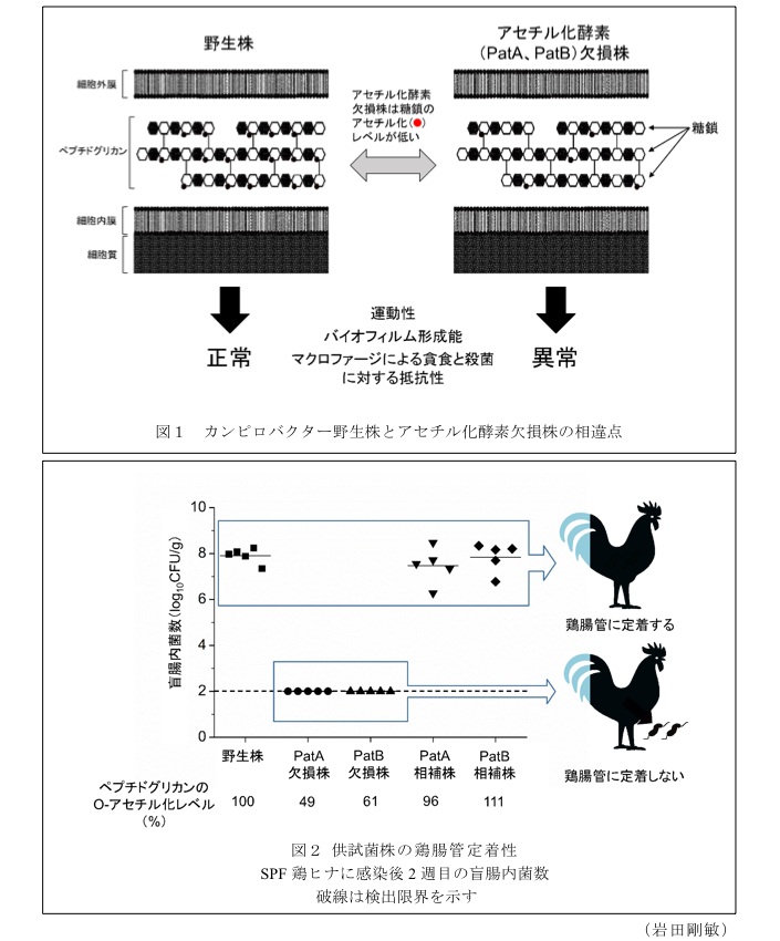 図1 カンピロバクター野生株とアセチル化酵素欠損株の相違点?図2 供試菌株の鶏腸管定着性