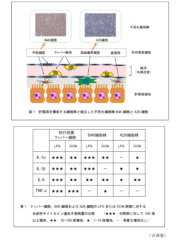 図1 肝類洞を構成する細胞群と樹立した不死化細胞株B46細胞とA26細胞表1 クッパー細胞、B46細胞およびA26細胞のLPSまたはDON刺激に対する炎症性サイトカイン遺伝子発現量の比較