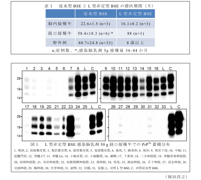 表1 従来型BSEとL型非定型BSEの潜伏期間(月)?図1 L型非定型BSE感染脳乳剤50g経口接種牛でのPrPSc蓄積分布