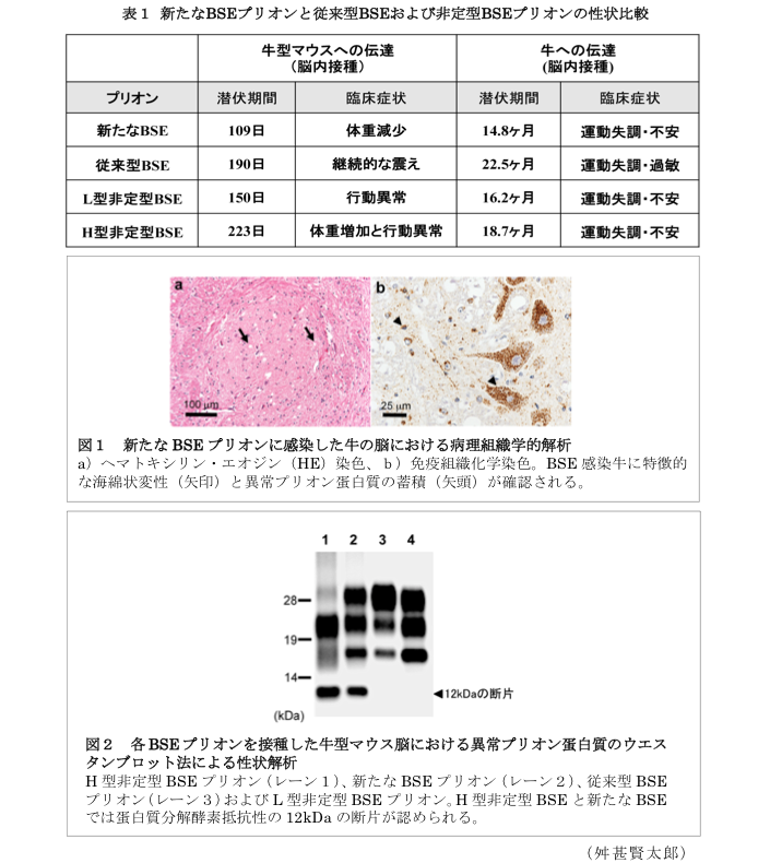 表1 新たなBSEプリオンと従来型BSEおよび非定型BSEプリオンの性状比較?図1 新たなBSEプリオンに感染した牛の脳における病理組織学的解析?図2 各BSEプリオンを接種した牛型マウス脳における異常プリオン蛋白質のウエス タンブロット法による性状解析