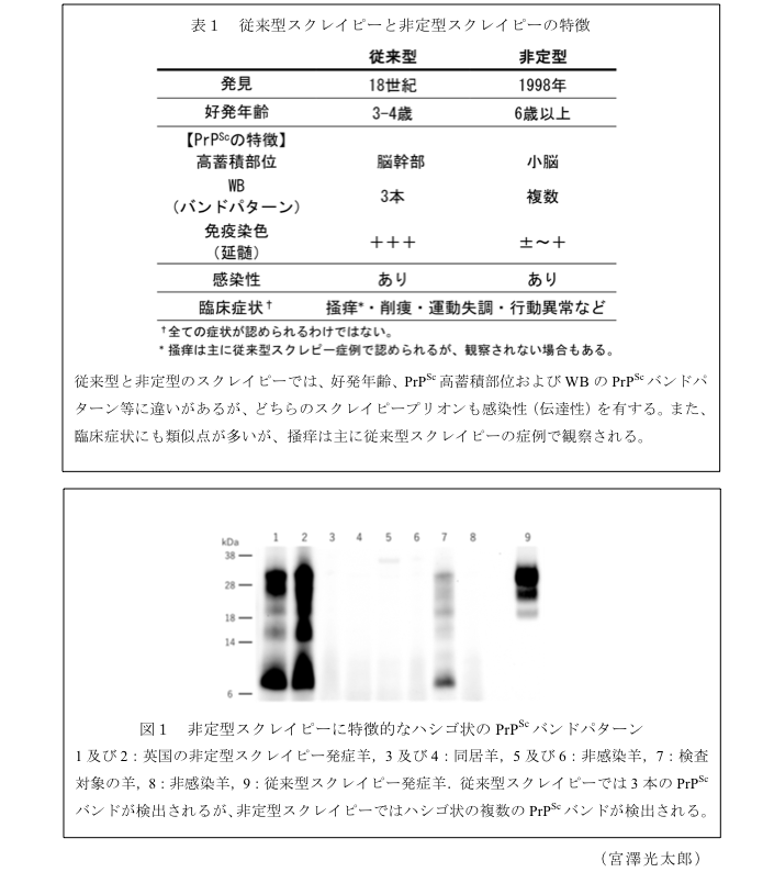 表1 従来型スクレイピーと非定型スクレイピーの特徴?図1 非定型スクレイピーに特徴的なハシゴ状のPrPScバンドパターン