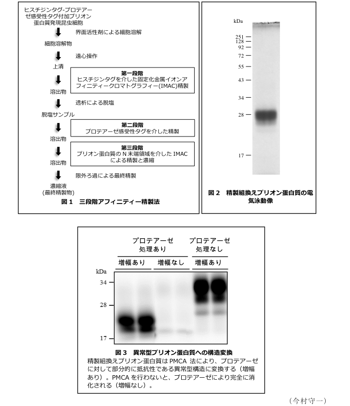 図1 三段階アフィニティー精製法?図2 精製組換えプリオン蛋白質の電気泳動像?図3 異常型プリオン蛋白質への構造変換