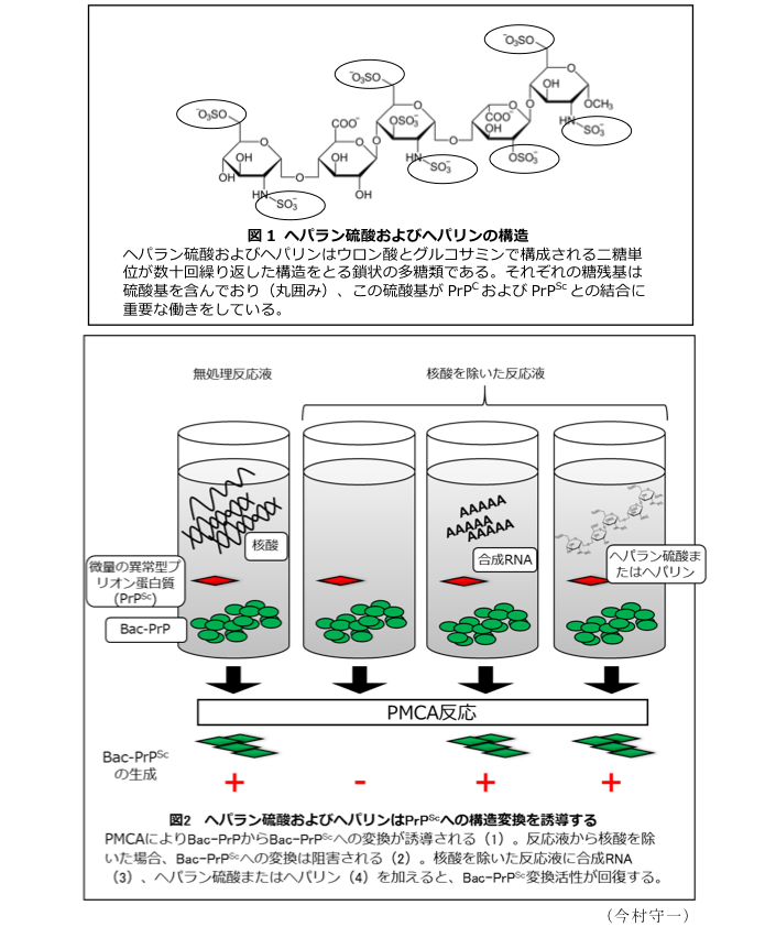 図1 ヘパラン硫酸およびヘパリンの構造?図2 ヘパラン硫酸およびヘパリンはPrPScへの構造変換を誘導する