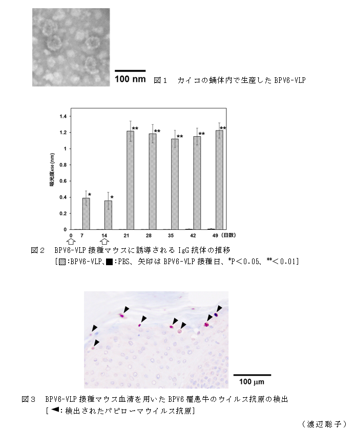 図1 カイコの蛹体内で生産したBPV6-VLP;図2 BPV6-VLP接種マウスに誘導されるIgG抗体の推移;図3 BPV6-VLP接種マウス血清を用いたBPV6罹患牛のウイルス抗原の検出
