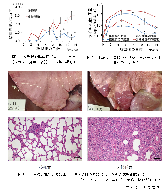 図1 攻撃後の臨床症状スコアの比較;図2 血液及び口腔液から検出されたウイルス遺伝子量の推移;図3 中国強毒株による攻撃14日後の肺の外貌(上)とその病理組織像(下)