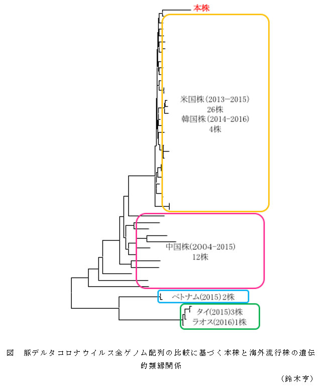 図 豚デルタコロナウイルス全ゲノム配列の比較に基づく本株と海外流行株の遺伝的類縁関係
