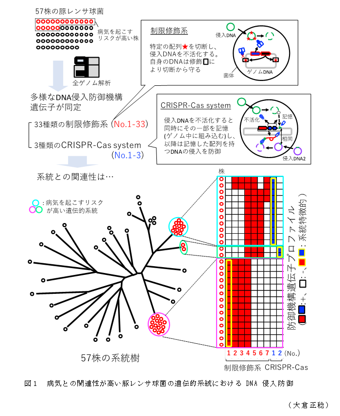 図1 病気との関連性が高い豚レンサ球菌の遺伝的系統におけるDNA侵入防御