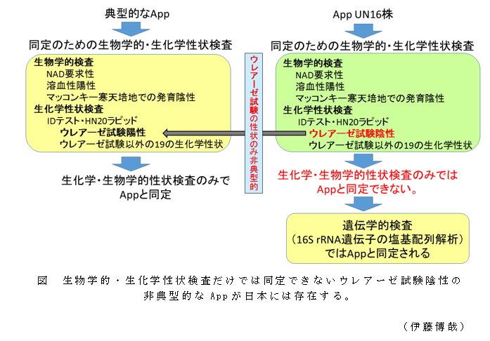 図 生物学的・生化学性状検査だけでは同定できないウレアーゼ試験陰性の非典型的なAppが日本には存在する。