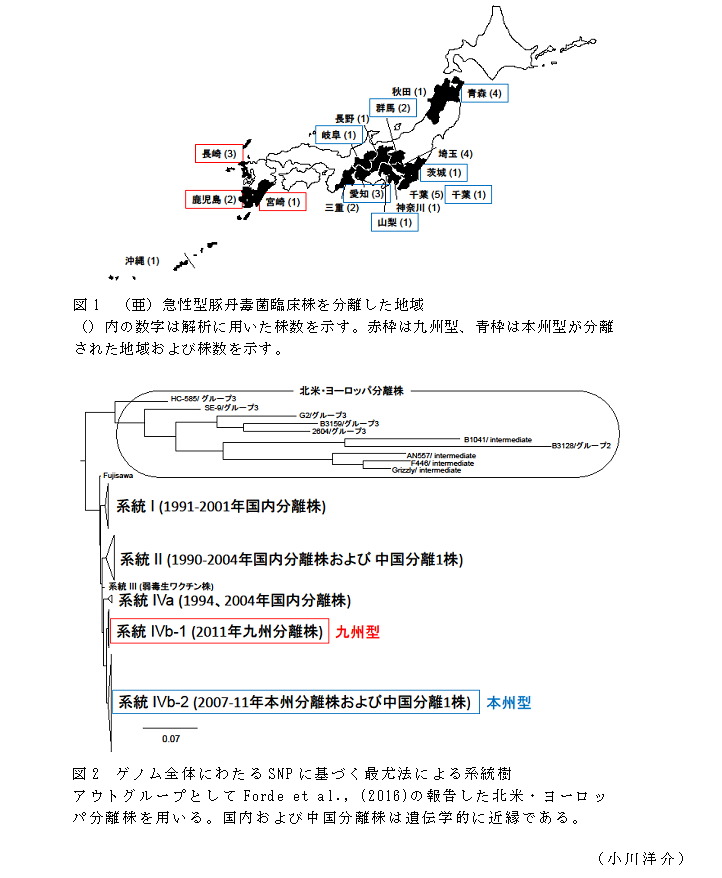 図1 (亜)急性型豚丹毒菌臨床株を分離した地域;図2 ゲノム全体にわたるSNPに基づく最尤法による系統樹