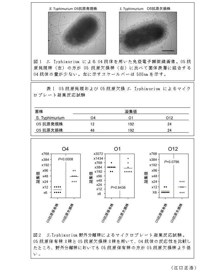 図1 S. Typhimurium によるO4抗体を用いた免疫電子顕微鏡画像;表1 O5抗原発現およびO5抗原欠損S. Typhimurium によるマイクロプレート凝集反応試験;図2 S.Typhimurium野外分離株によるマイクロプレート凝集反応試験。