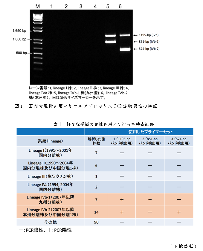 図1 国内分離株を用いたマルチプレックスPCR法特異性の検証;表1 様々な系統の菌株を用いて行った検査結果