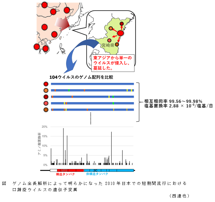 図 ゲノム全長解析によって明らかになった2010年日本での短期間流行における口蹄疫ウイルスの遺伝子変異