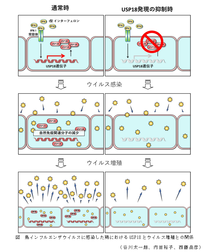 図 鳥インフルエンザウイルスに感染した鶏におけるUSP18とウイルス増殖との関係