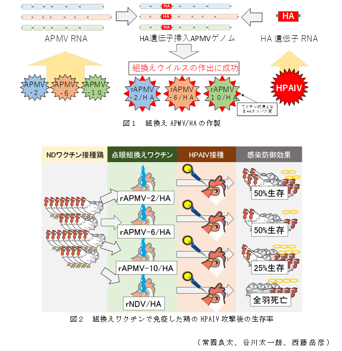 図1 組換えAPMV/HAの作製;図2 組換えワクチンで免疫した鶏のHPAIV攻撃後の生存率