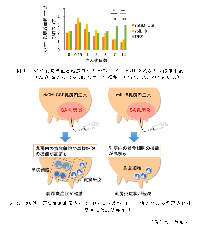 図1. SA性乳房炎罹患乳房内へのrbGM-CSF、rbIL-8及びリン酸緩衝液(PBS)注入によるCMTスコアの推移(*:p<0.05、**:p<0.01);図2. SA性乳房炎罹患乳房内へのrbGM-CSF及びrbIL-8注入による乳房炎軽減効果と免疫誘導作用