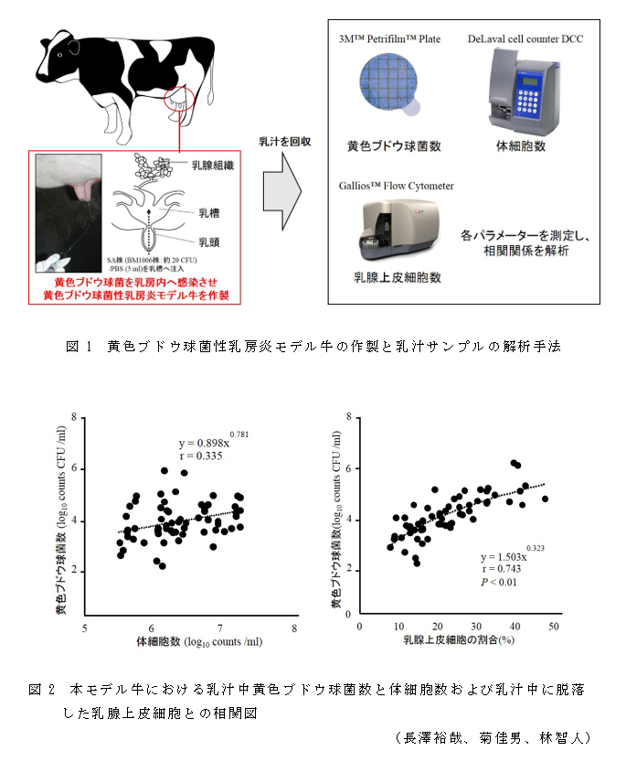 図1 黄色ブドウ球菌性乳房炎モデル牛の作製と乳汁サンプルの解析手法;図2 本モデル牛における乳汁中黄色ブドウ球菌数と体細胞数および乳汁中に脱落した乳腺上皮細胞との相関図