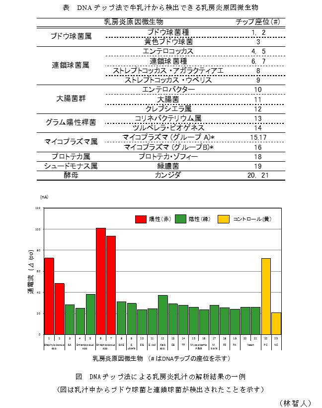 表 DNAチップ法で牛乳汁から検出できる乳房炎原因微生物;図 DNAチップ法による乳房炎乳汁の解析結果の一例