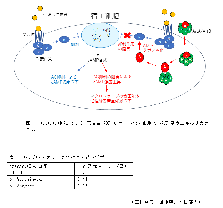 図1 ArtA/ArtBによるGi蛋白質ADP-リボシル化と細胞内cAMP濃度上昇のメカニズム;表1 ArtA/ArtBのマウスに対する致死活性