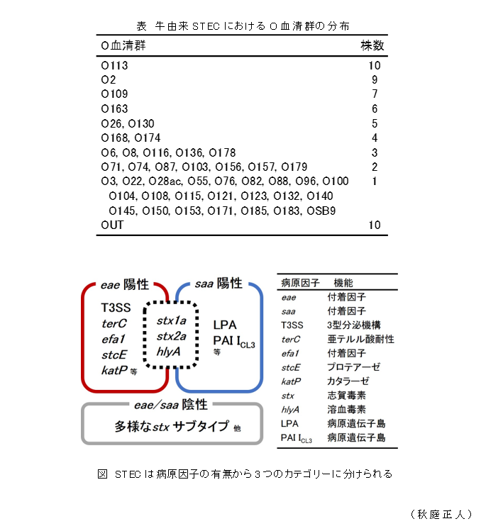 表 牛由来STECにおけるO血清群の分布;図 STECは病原因子の有無から3つのカテゴリーに分けられる