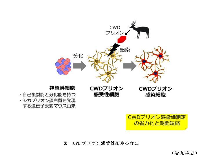 図 CWDプリオン感受性細胞の作出