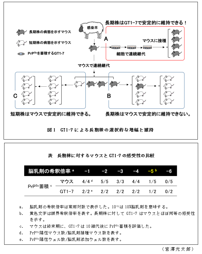 図1 GT1-7による長期株の選択的な増幅と維持;表 長期株に対するマウスとGT1-7の感受性の比較