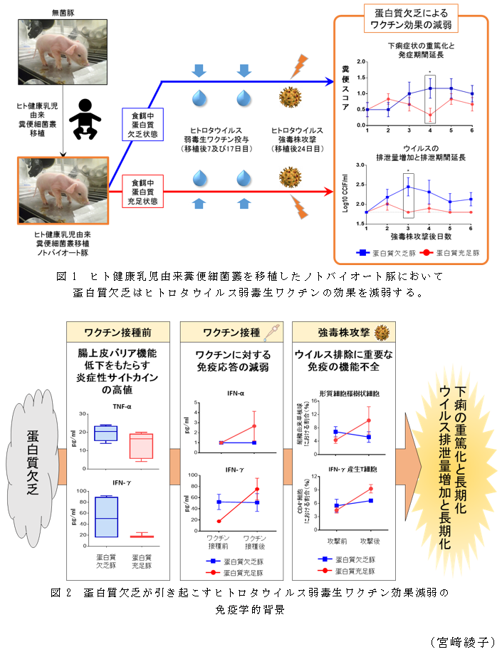 図1 ヒト健康乳児由来糞便細菌叢を移植したノトバイオート豚において蛋白質欠乏はヒトロタウイルス弱毒生ワクチンの効果を減弱する。,図2 蛋白質欠乏が引き起こすヒトロタウイルス弱毒生ワクチン効果減弱の免疫学的背景