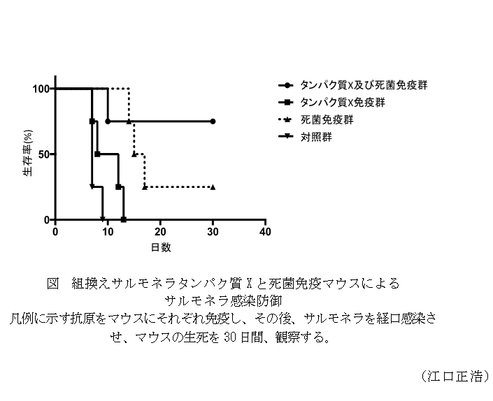 図 組換えサルモネラタンパク質Xと死菌免疫マウスによるサルモネラ感染防御