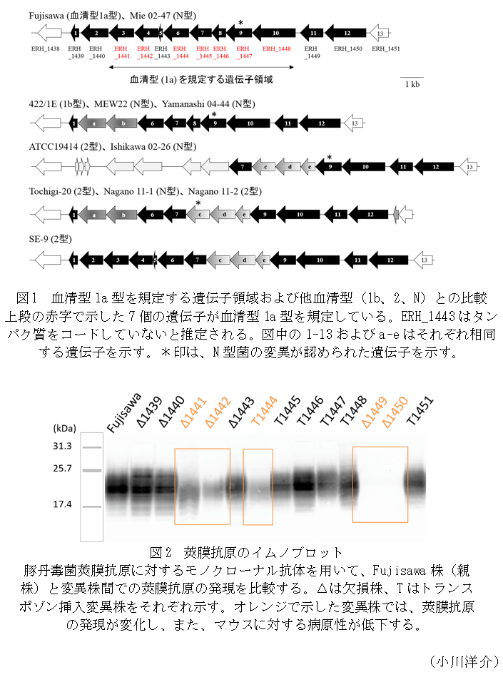 図1 血清型1a型を規定する遺伝子領域および他血清型(1b、2、N)との比較,図2 莢膜抗原のイムノブロット