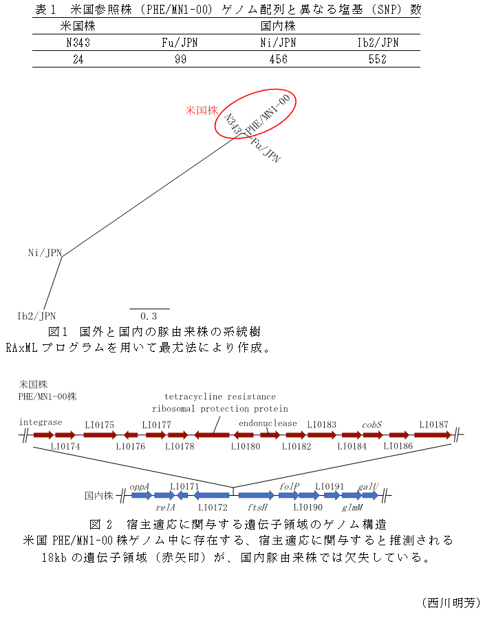 表1 米国参照株(PHE/MN1-00)ゲノム配列と異なる塩基(SNP)数,図1 国外と国内の豚由来株の系統樹 RAxMLプログラムを用いて最尤法により作成,図2  宿主適応に関与する遺伝子領域のゲノム構造