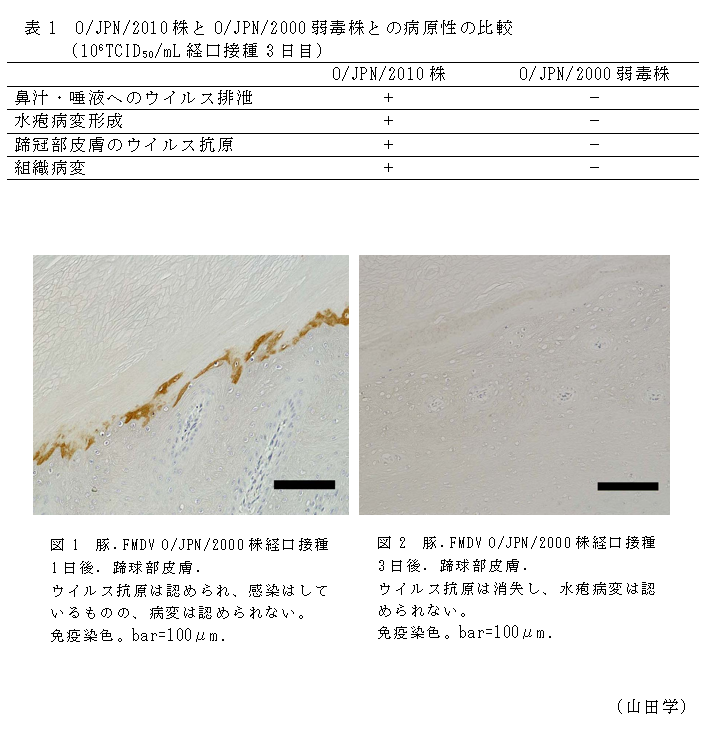 表1 O/JPN/2010株とO/JPN/2000弱毒株との病原性の比較(106TCID50/mL経口接種3日目),図1 豚.FMDV O/JPN/2000株経口接種1日後.蹄球部皮膚,図2 豚.FMDV O/JPN/2000株経口接種3日後.蹄球部皮膚