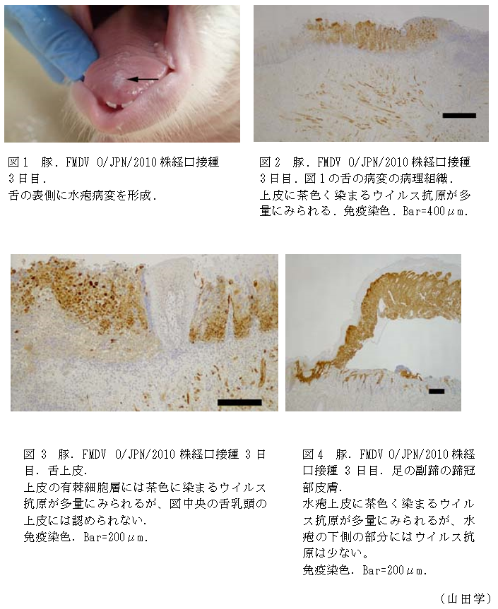 図1 豚. FMDV O/JPN/2010株経口接種3日目,図2 豚. FMDV O/JPN/2010株経口接種3日目. 図1の舌の病変の病理組織,図3 豚.FMDV O/JPN/2010株経口接種3日目.舌上皮,図4 豚.FMDV O/JPN/2010株経口接種3日目.足の副蹄の蹄冠部皮膚