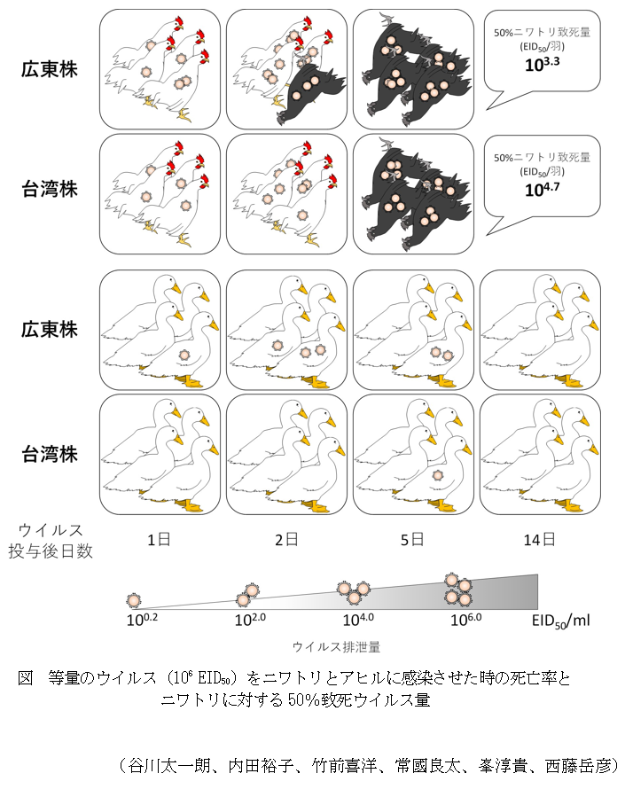 図 等量のウイルス(106 EID50)をニワトリとアヒルに感染させた時の死亡率とニワトリに対する50%致死ウイルス量