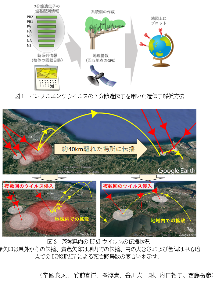 図1 インフルエンザウイルスの7分節遺伝子を用いた遺伝子解析方法,図2 茨城県内のHPAIウイルスの伝播状況